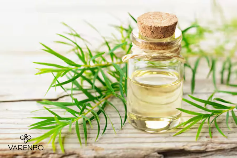 روغن درخت چای چیست؟